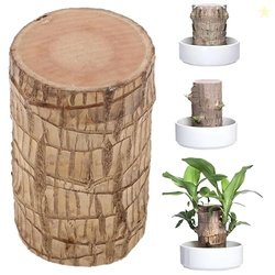 Oriley Brazilian Bamboo Lucky Wood Stick Good Luck Live Brazil Potted