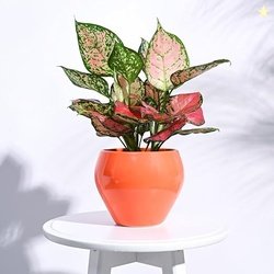 UGAOO Apple Ceramic Pot - Big (Orange)