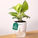 Kyari Golden Money Plant Indoor with White Self Watering Pot – Small 4 Inch