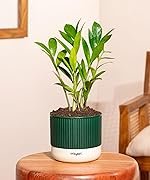 Kyari Zamia Green (ZZ) Air Purifier Plant with Green Self Watering Pot