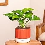 Kyari Money Variegated Live Indoor Plant with Red Brick Self Watering Pot – Mylo Pot