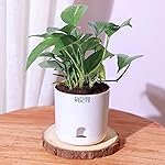 Future Roots Good Luck Golden Money Plant with Self Watering Pot – Air Purifying Indoor Live Feng Shui Plant for Home, Living Room, Kitchen, Office Desk, Bedroom DÃ©cor