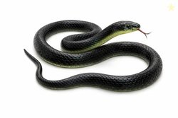 RZA 2026 (Snake Pack of 1 pcs) ZA Realistic Black Rubber Snake Toy - 2