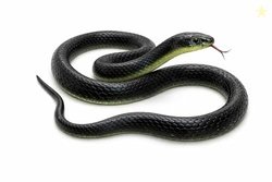 RZA 2026 (Snake Pack of 1 pcs) ZA Realistic Black Rubber Snake Toy - 2