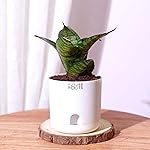 Future Roots Live Snake Plant – Air Purifying Indoor Sansevieria Plant with Self Watering Pot | Low Maintenance Plant for Home, Kitchen, Living Room, Office Desk, Bedroom