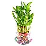 Nurturing GreenÂ® 2-Layer Lucky Bamboo Plant in Glass Pot (4 Inch) | Indoor Plants for Living Room, Office Desk, and Home DÃ©cor