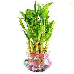 Nurturing Green 2-Layer Lucky Bamboo Plant in Glass Pot (4 Inch) | Ind