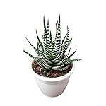 CAPPL Haworthia Fasciata Cape Town (Super White Zebra Cactus) Plant with Pot
